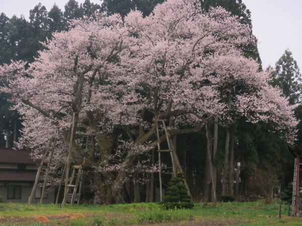 Cây hoa đào “khổng lồ” ở vườn Sakura Kusaoka